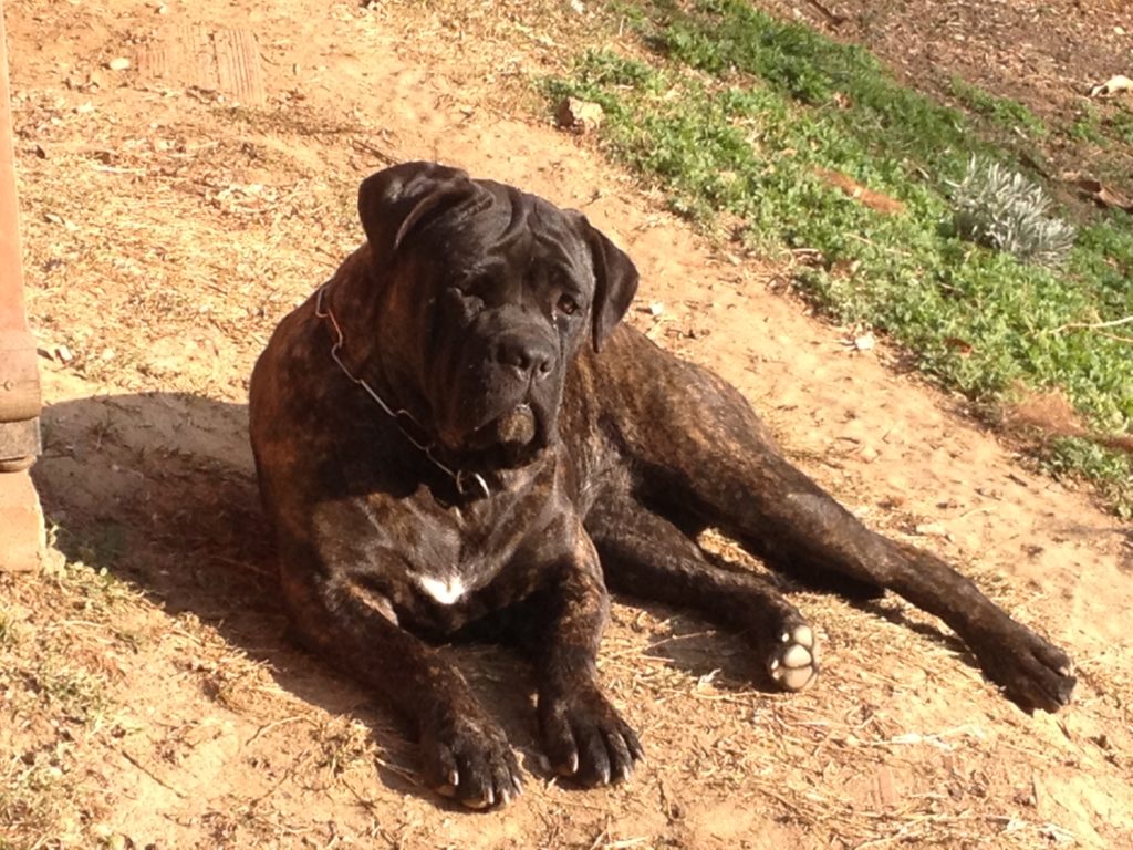 cane corso federico lavanche